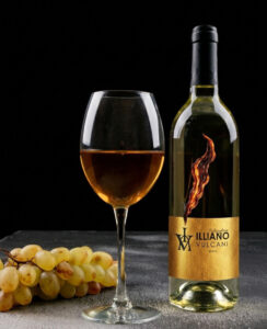 etichetta illiano vini disegnata da sasy pinto